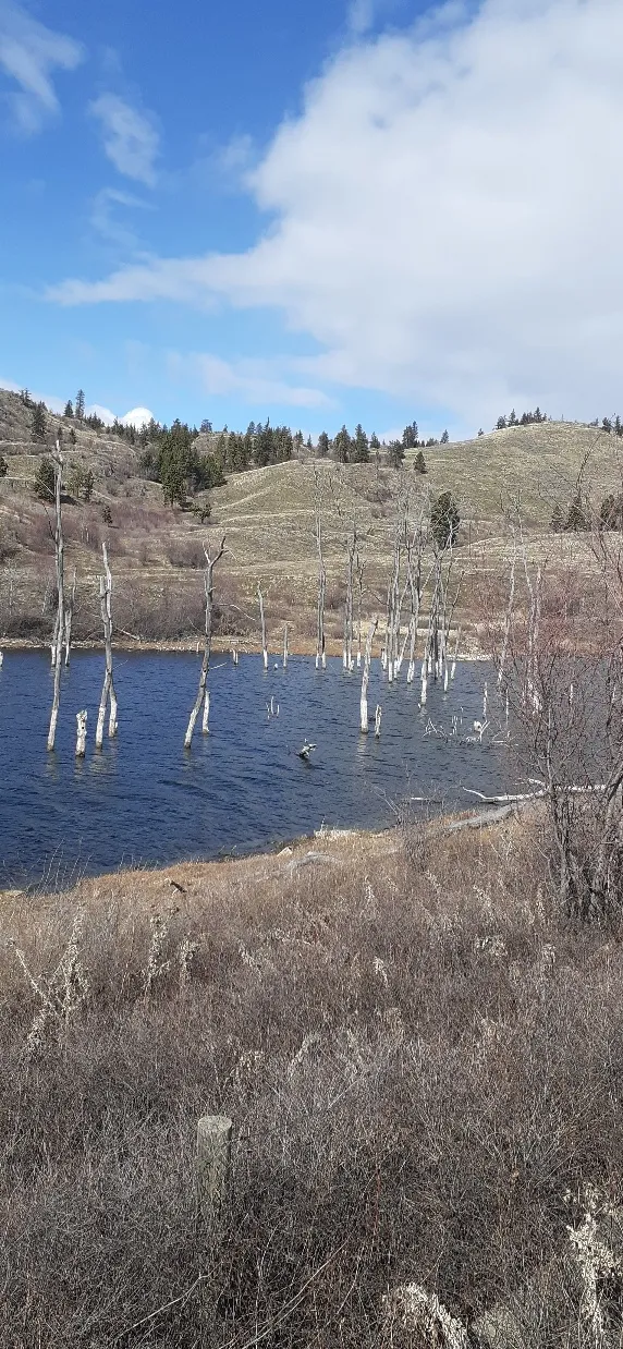 Rose's Pond