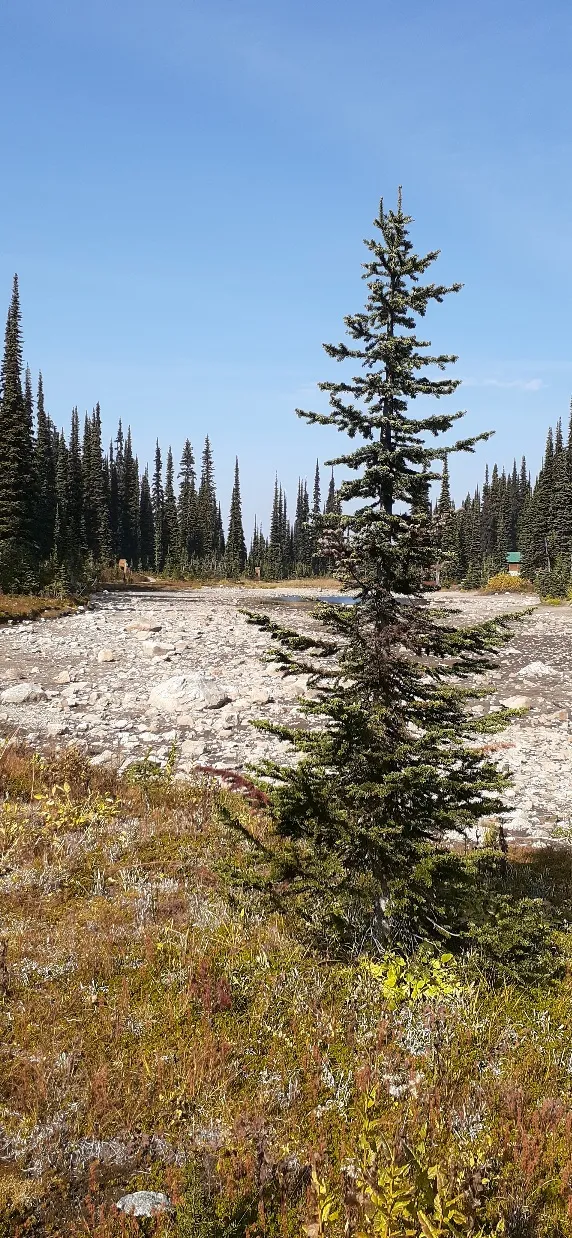 Balsam Lake, Mount Revelstoke National Park