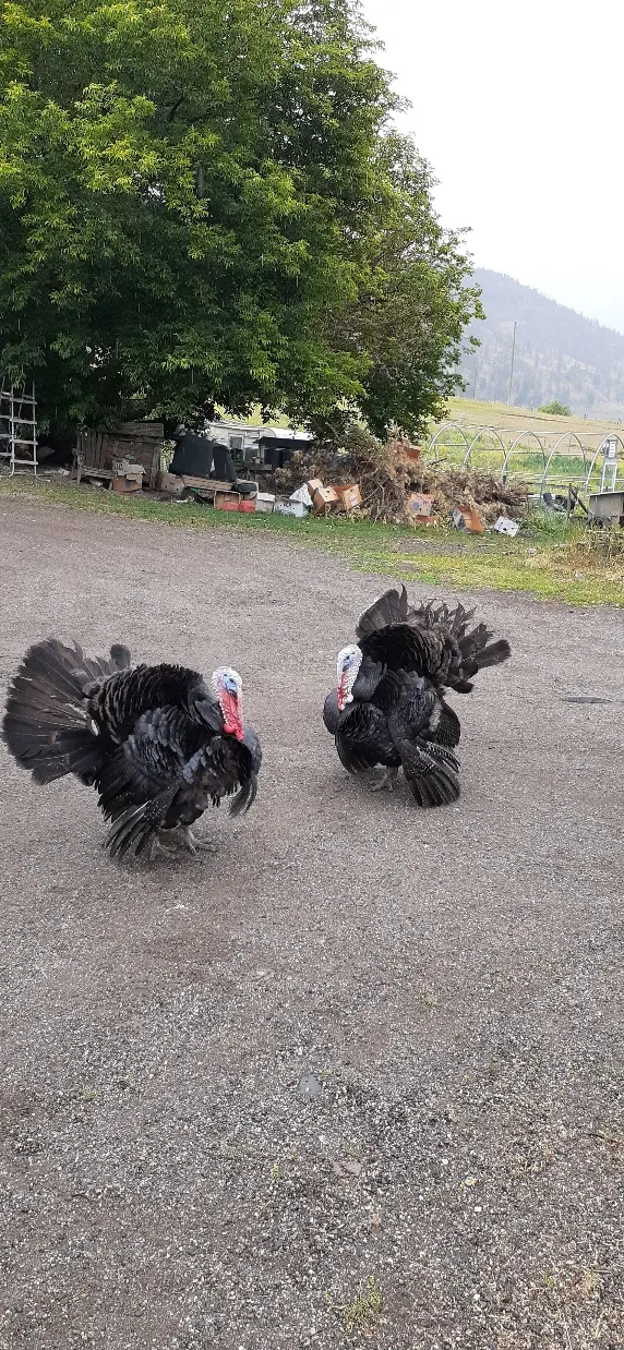칠면조 Turkey