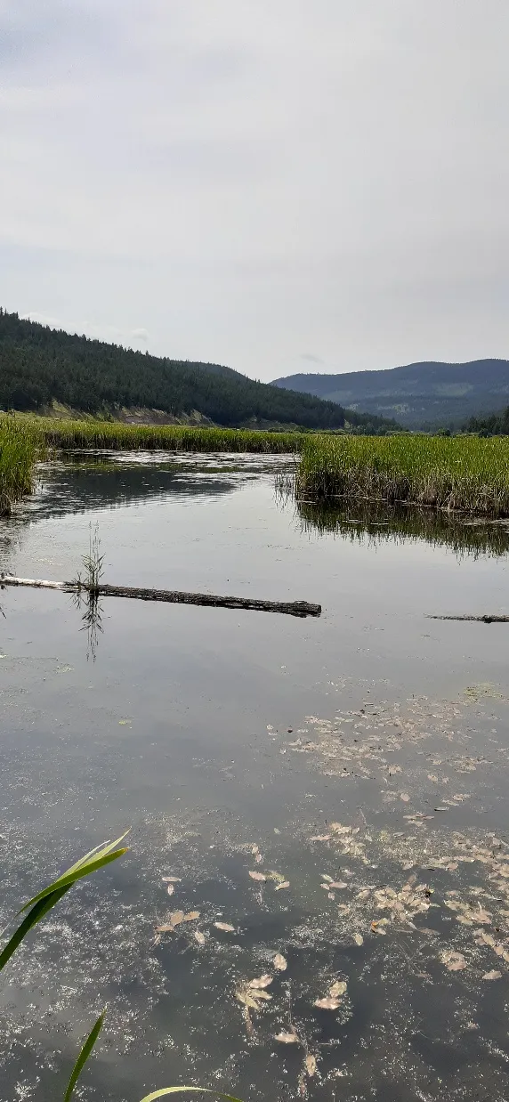 Duck Meadow, Monte Creek