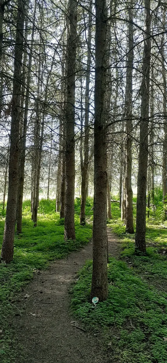 Carlson Park